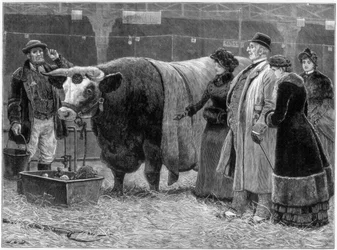 Taureau primé, 1883