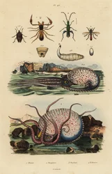 Pseudoscorpion, Chthonius orthodactylus 1, Octyptera bicolor 2, poulpe pélagique tuberculé, Ocythoe tuberculata 3, et faux coléoptère à huile, Oedemera nobilis 4