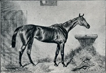Reine Bertha
