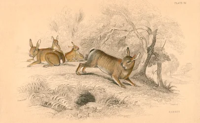 Lapin Oryctolagus cuniculus, 1828