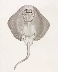 Raie à Bandes