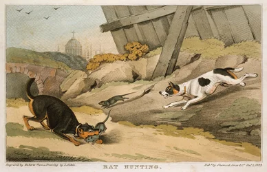 Chasse aux rats, 1823