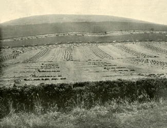 Concours de moissonneuses-lieuses, Mount Blowhard, près de Ballarat, 1901
