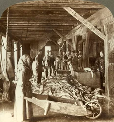 Réception de poissons des navires de mer et emballage pour l