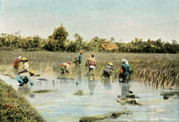 Récolte du riz, 1900