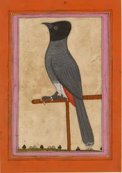 Bulbul à ventre rouge, début du XIXe siècle