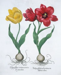 Tulipe rouge et jaune