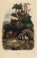 Renards roux, Vulpes vulpes, devant un terrier