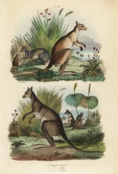 Kangourou roux, Macropus rufus 1, kangourou gris de l