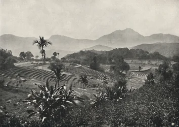 Rizières en terrasses, 1926