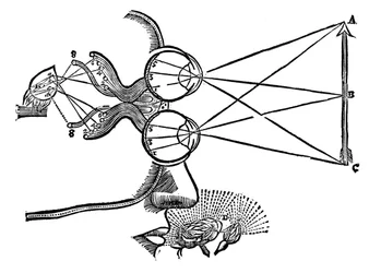 Illustration de René Descartes sur la coordination des sens, 1692