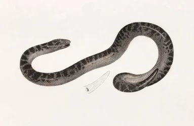 Reptiles : un serpent du Delta