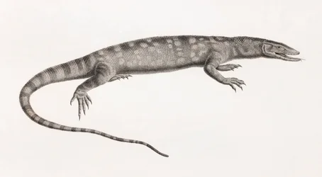 Reptiles : Ouaran de Forskal