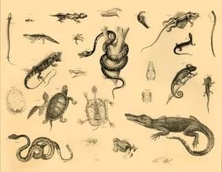 Reptiles, vers 1910