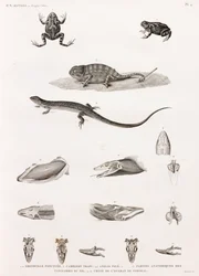 Reptiles : série d