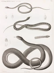 Reptiles : série d