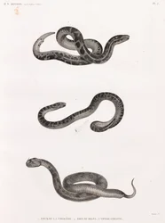 Reptiles : serpents