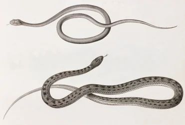 Reptiles : deux gros plans d