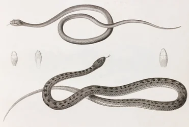 Reptiles : deux illustrations rapprochées de serpents