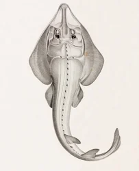 Rhinobate Laboureur