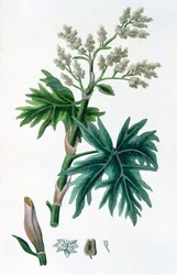 Rhubarbe, 1823