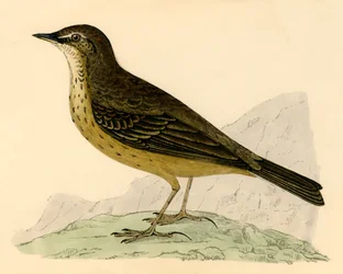 Pipit maritime, fin du XIXe siècle