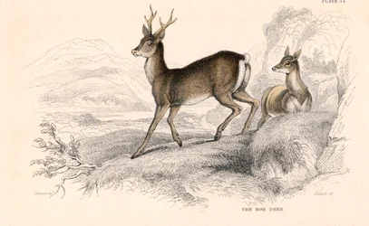 Chevreuil Capreolus capreolus, espèce eurasienne de cerf, 1828