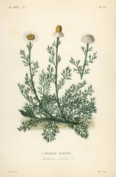 Camomille romaine