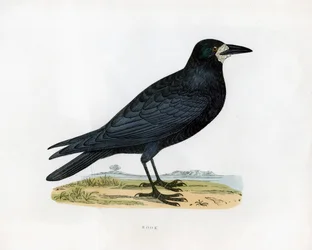 Corbeau, 19ème siècle