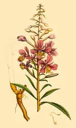 Épilobe en épi