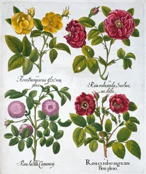 Roses, 1613