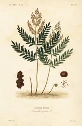 Osmonde royale