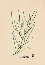 Ruppia spiralis. Grande Ruppia, 19ème siècle