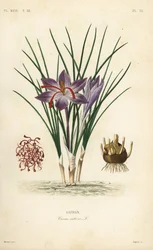 Crocus safran, Crocus sativus, Safran