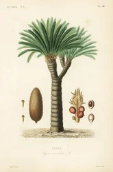 Cycas