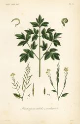 Légumes pour salades et condiments