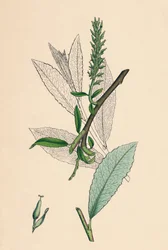 Salix phylicifolia, var. radicans. Saule à feuilles de thé, var. a., 19ème siècle