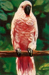 Cacatoès à huppe saumonée, vers 1928