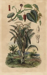 Arbre à sable, Hura crepitans et palmier sagoutier, Metroxylon sagu