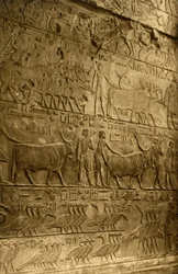 Saqqara - Tombe de Ptahotep - Décoration Murale, vers 1918-1939