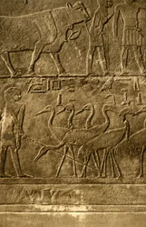 Saqqara - Peintures murales de la tombe de Ti
