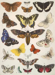 Papillons