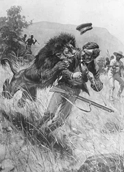 Le missionnaire et explorateur écossais David Livingstone attaqué par un lion, Afrique, XIXe siècle