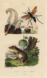 Pennatule phosphorescente, Pennatula phosphorea, guêpe-araignée, Pepsis limbata, et bandicoot à long nez, Perameles nasuta