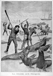 Chasse au phoque, Terre-Neuve, 1902