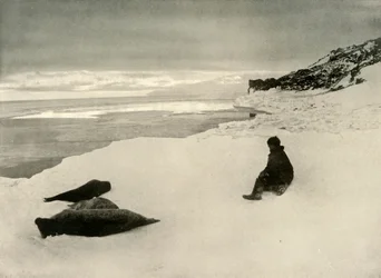 Phoques au bord de la glace, c1908, 1909