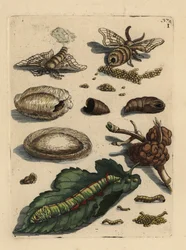 Papillon du ver à soie, chenille et chrysalide avec feuille de mûrier