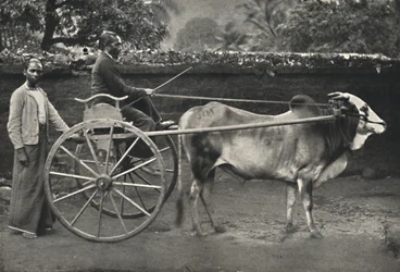 Chariot zébu singhalais, 1926