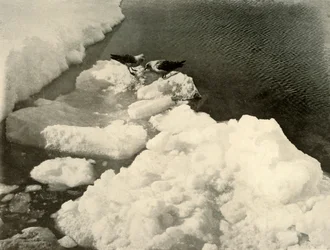 Goélands skuas au bord de la glace, vers 1908, 1909