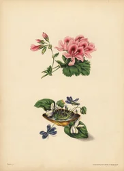 Le Géranium de Smith, Préférence ; La douce fleur violette et blanche, Pureté de sentiment, candeur, modestie et innocence